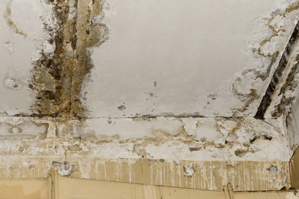 Best Basement Mold Removal  in Harbour Heights, FL