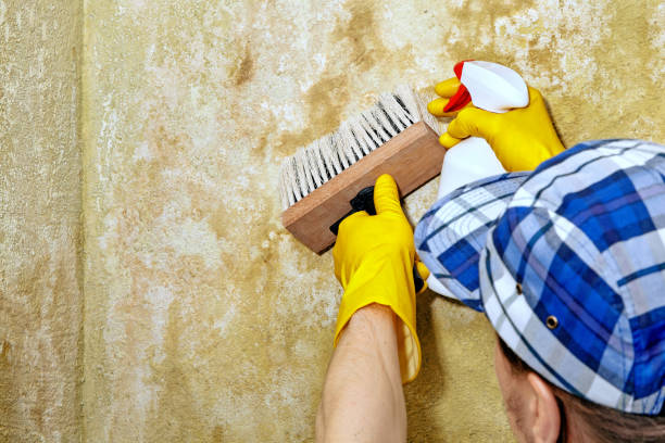 Best Mold Prevention Services  in Harbour Heights, FL